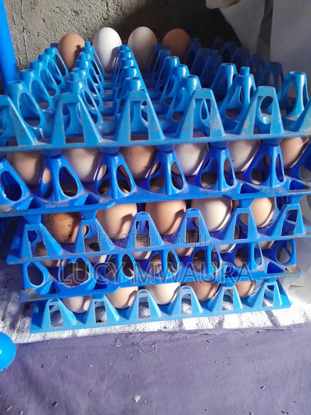 Kienyeji Eggs Available - main view