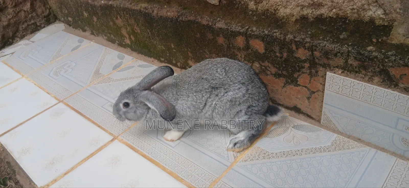 Male Chinchilla 3 Months Old