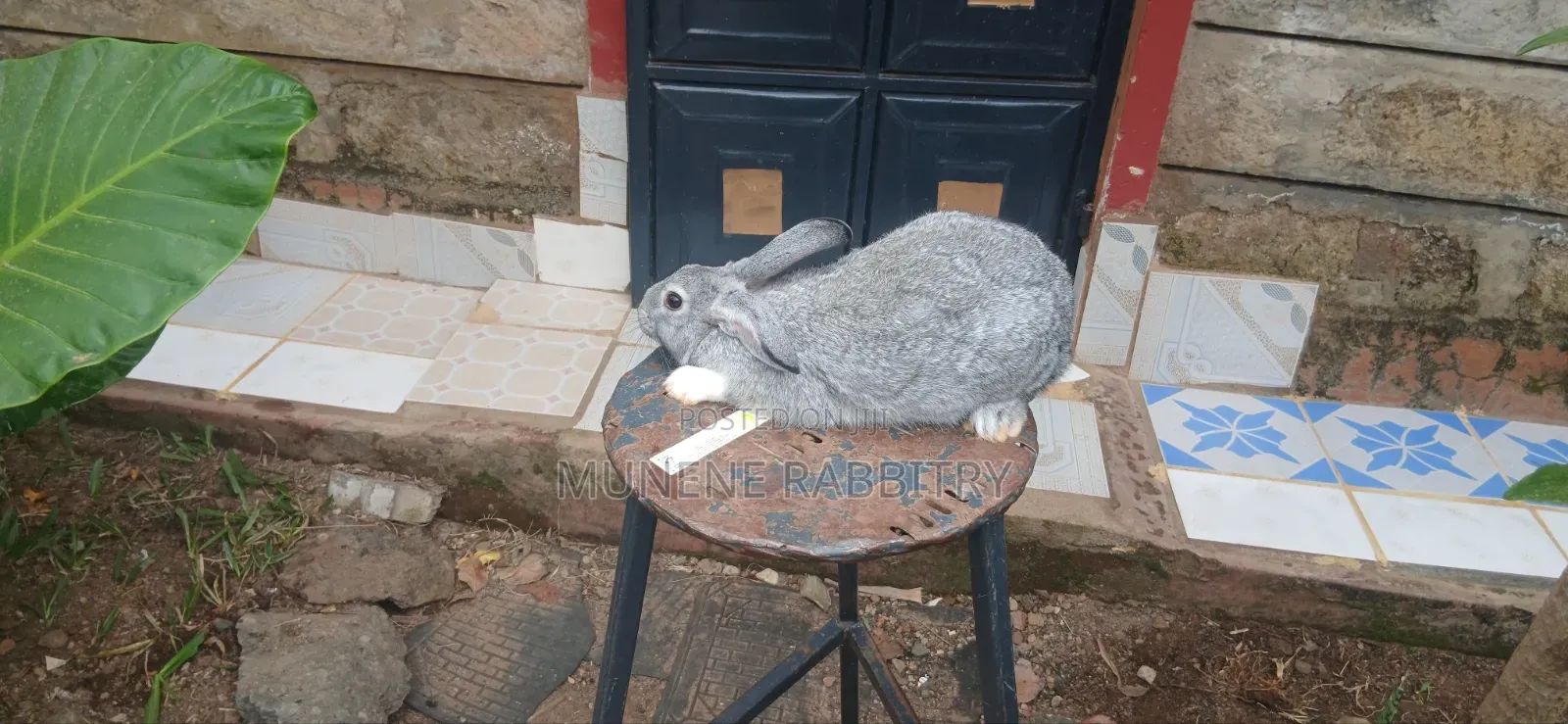 Male Chinchilla 3 Months Old
