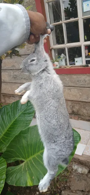 Male Chinchilla 3 Months Old