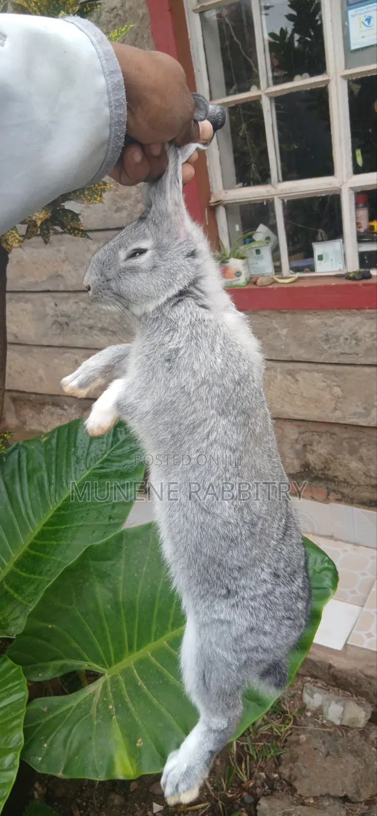 Male Chinchilla 3 Months Old