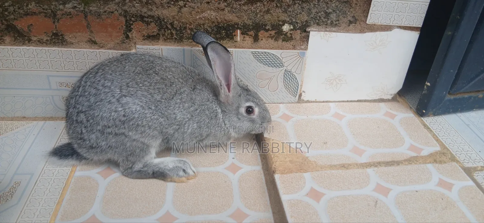 Male Chinchilla 3 Months Old