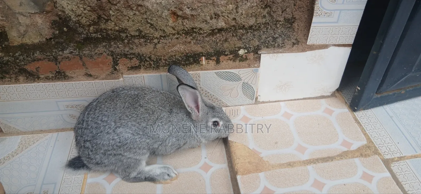 Male Chinchilla 3 Months Old