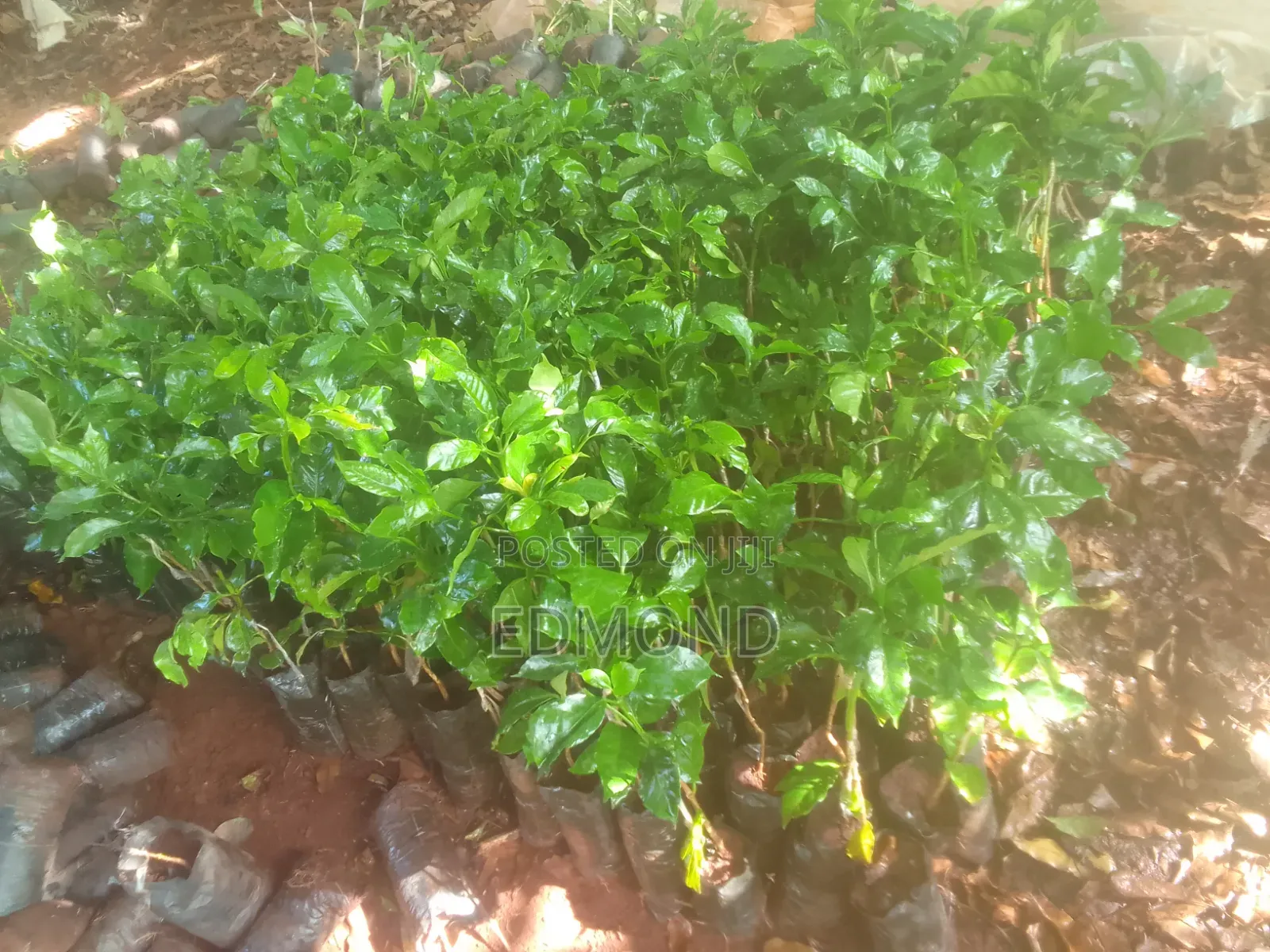 Grafted Ruiru 11coffee Seedlings