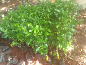 Grafted Ruiru 11coffee Seedlings