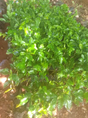 Grafted Ruiru 11coffee Seedlings