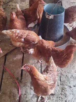 Point of Lay Chicken