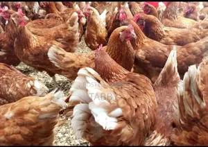 Chicken Layers For Sale