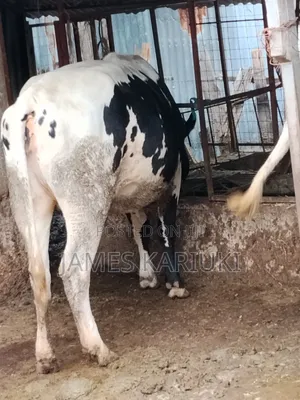 Heifer for Sale