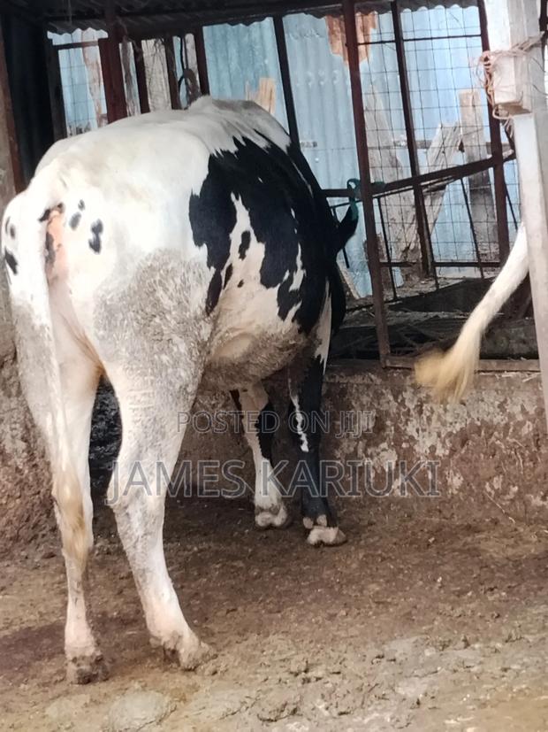 Heifer for Sale