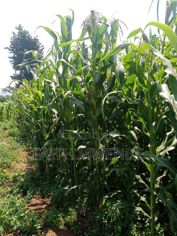 Full Corn Maize for Silage