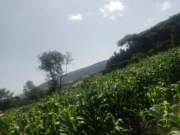 Full Corn Maize for Silage - thumbnail 5