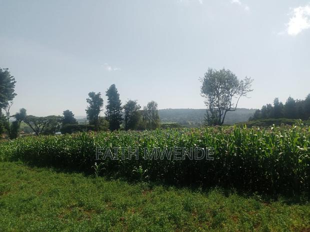 Full Corn Maize for Silage - thumbnail 2