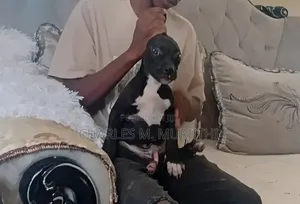 1-3 months Male Purebred American Pit Bull Terrier