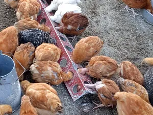 6 Weeks Old Chicks Sasso F1