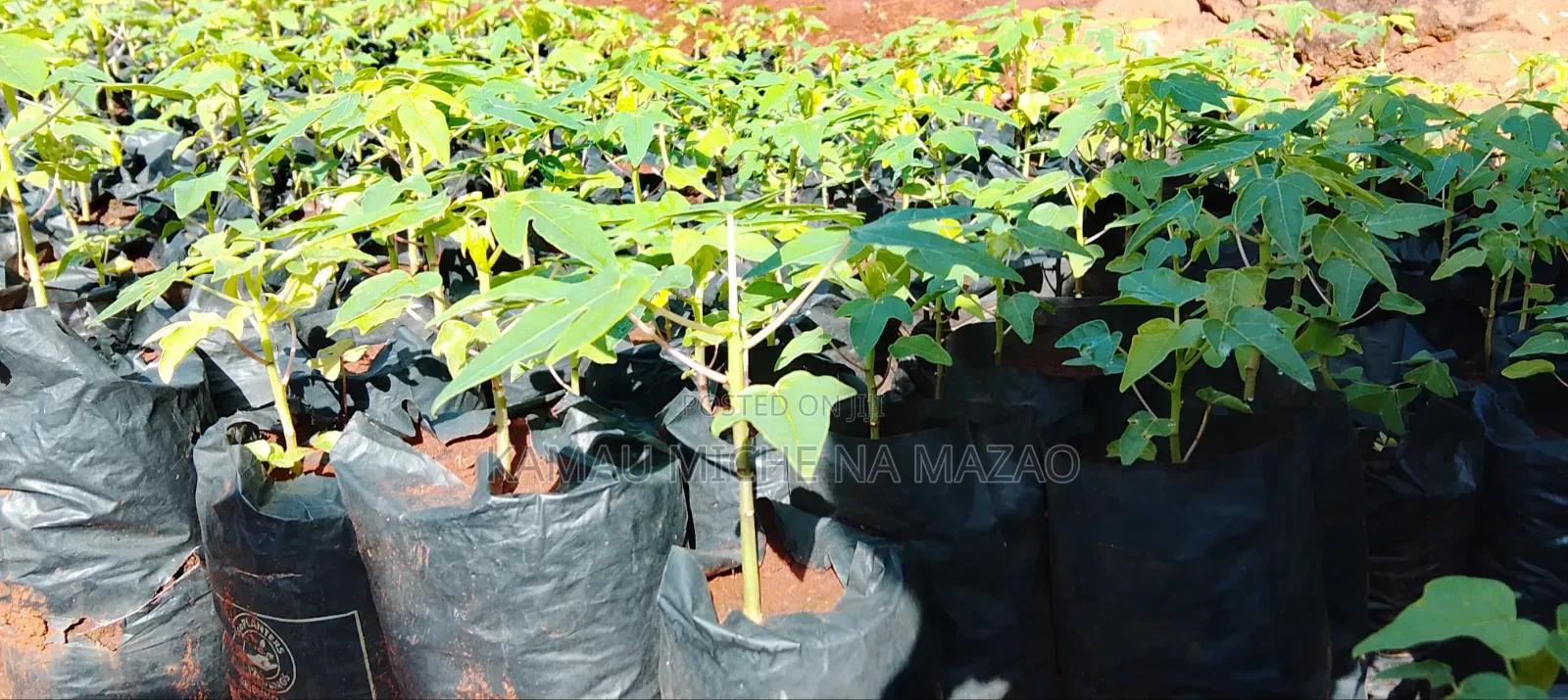 Dwarf Pawpaw Seedlings