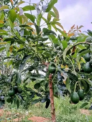 Hass Avocado Seedlings