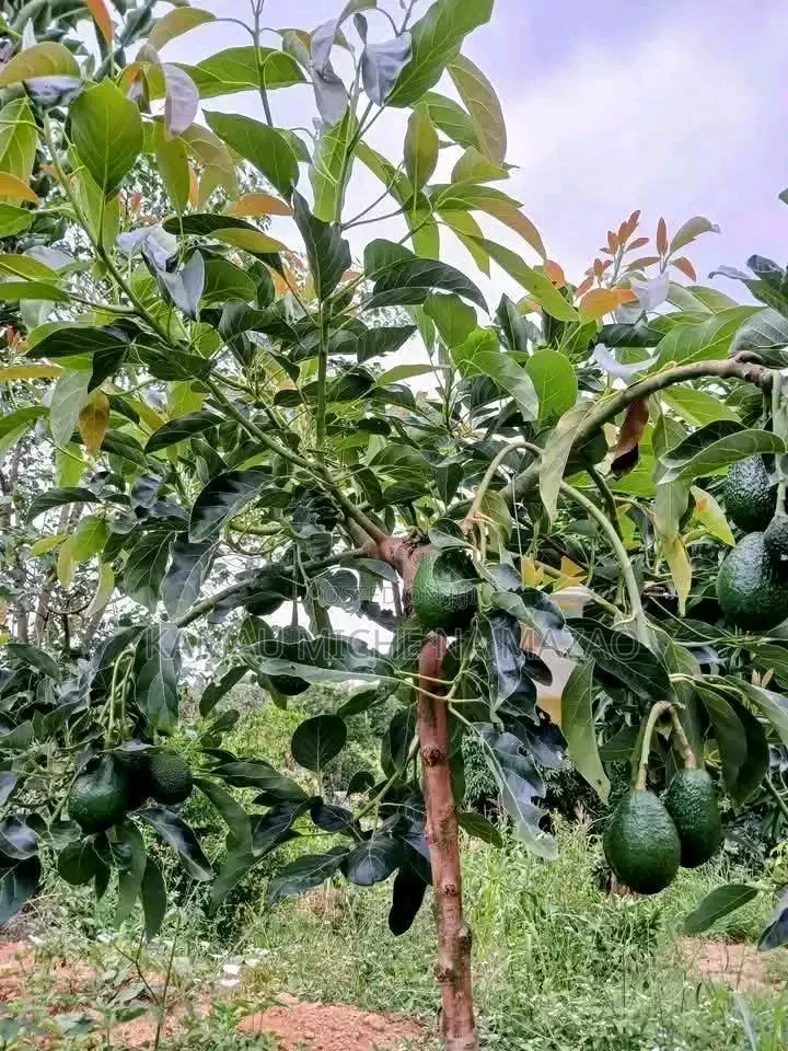 Hass Avocado Seedlings