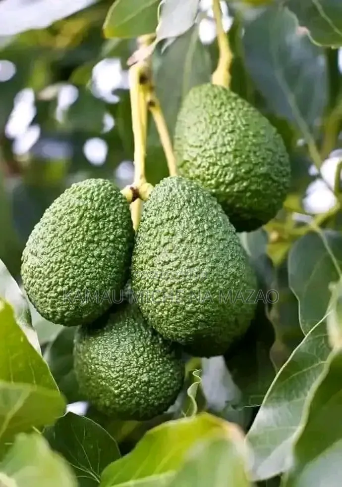 Hass Avocado Seedlings