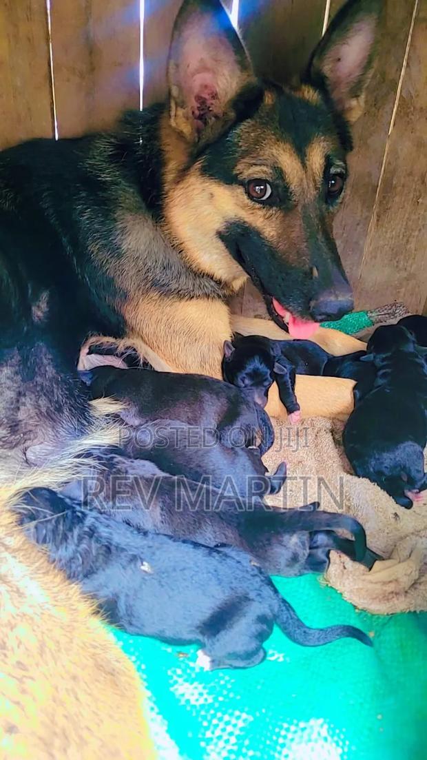 1-3 months Male Purebred German Shepherd - thumbnail 4