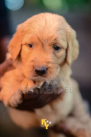 1-3 months Male Purebred Golden Retriever