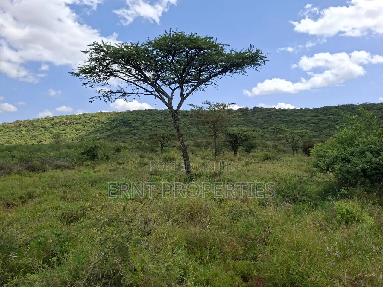 31 Acres of Prime Virgin Land for Sale in Saikeri