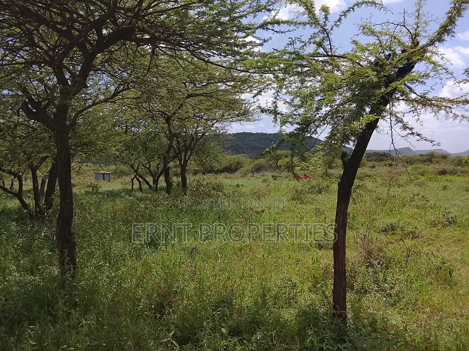 31 Acres of Prime Virgin Land for Sale in Saikeri
