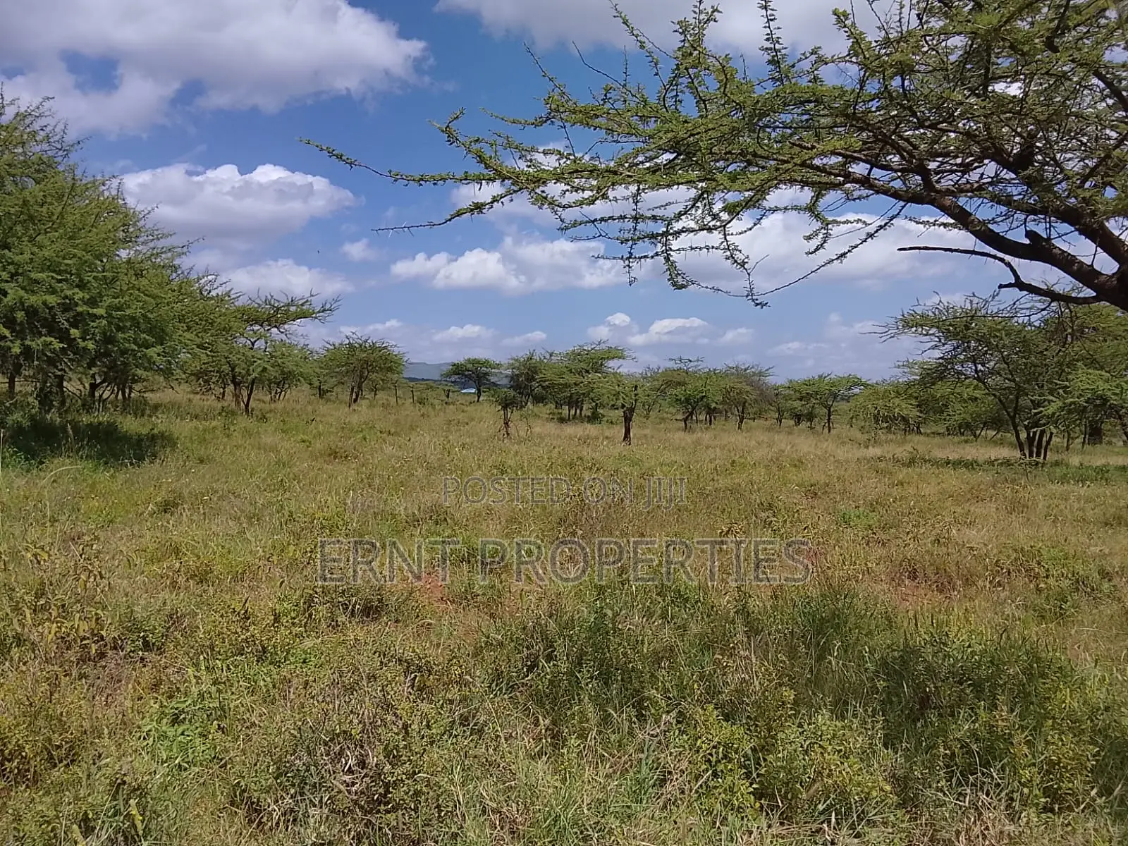 31 Acres of Prime Virgin Land for Sale in Saikeri