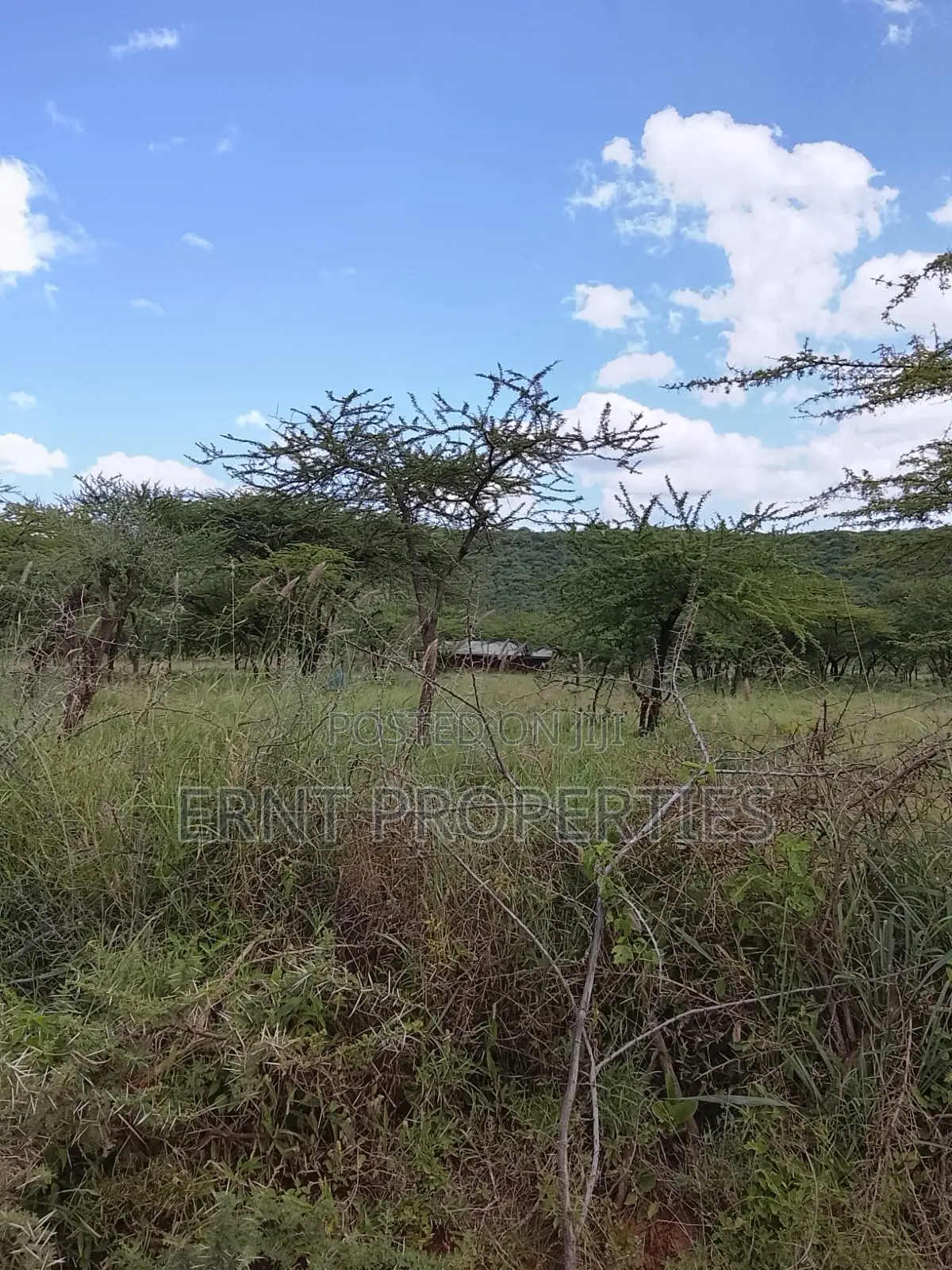 31 Acres of Prime Virgin Land for Sale in Saikeri