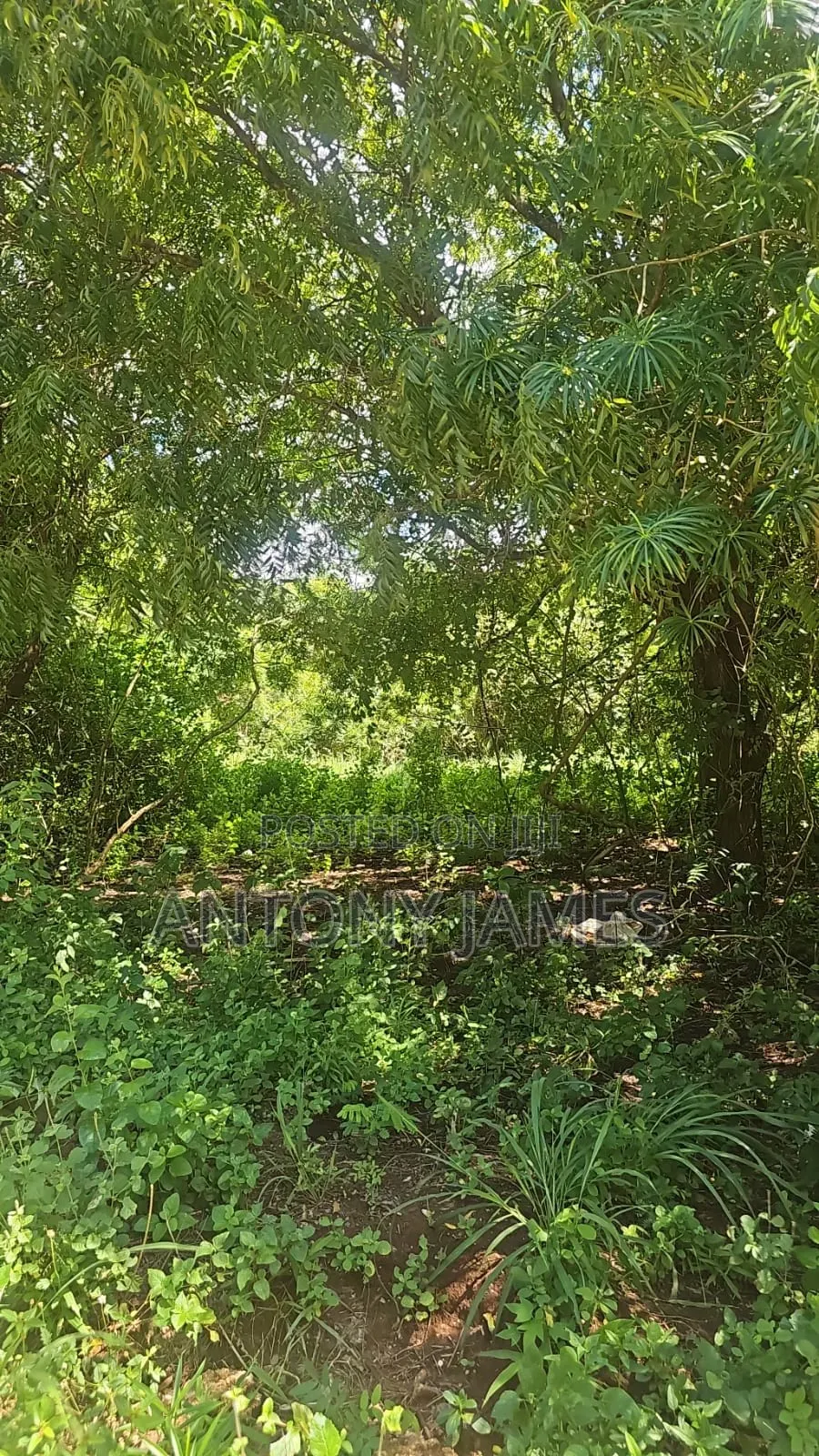 1.25acres Land in Diani Near the Beach With 3bedroom House