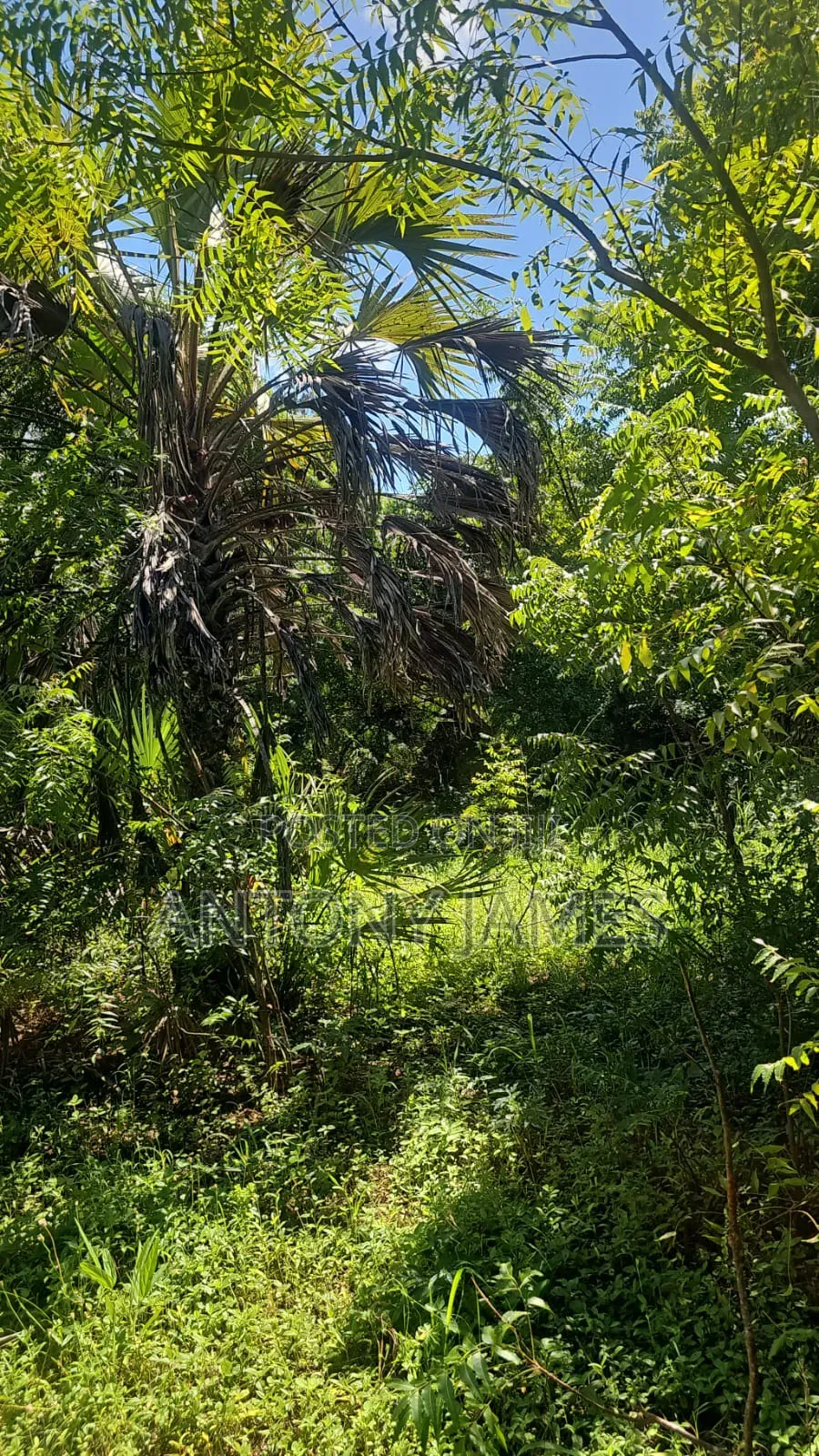 1.25acres Land in Diani Near the Beach With 3bedroom House
