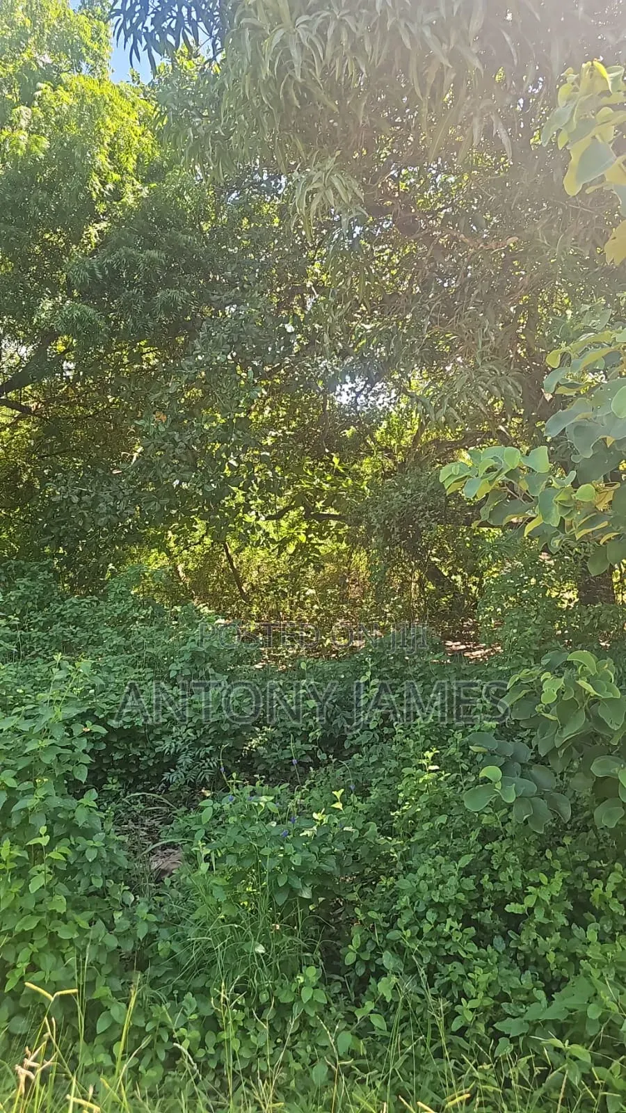 1.25acres Land in Diani Near the Beach With 3bedroom House