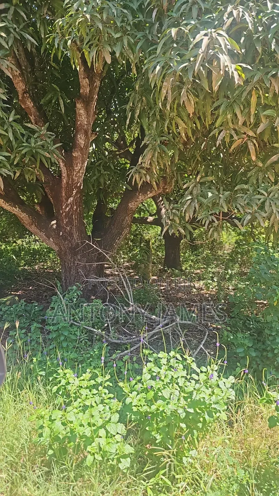 1.25acres Land in Diani Near the Beach With 3bedroom House