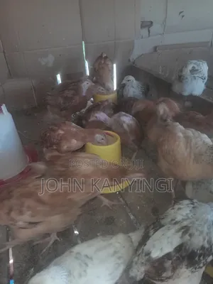 Fully Vaccinated Improve Kienyeji Chiken