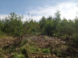 Land for Sale.6 Acres