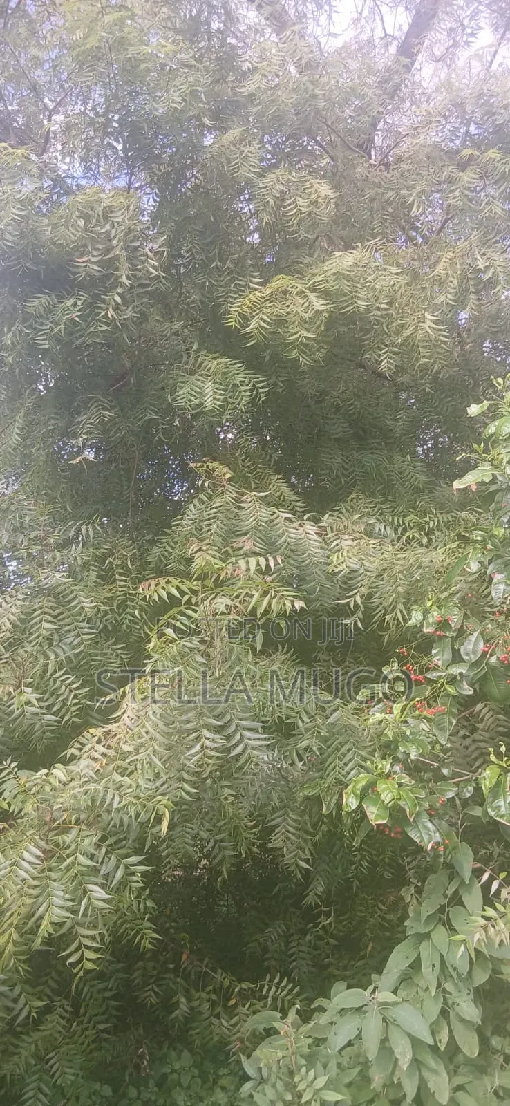 Prime 1/2 Acre Commercial Plot