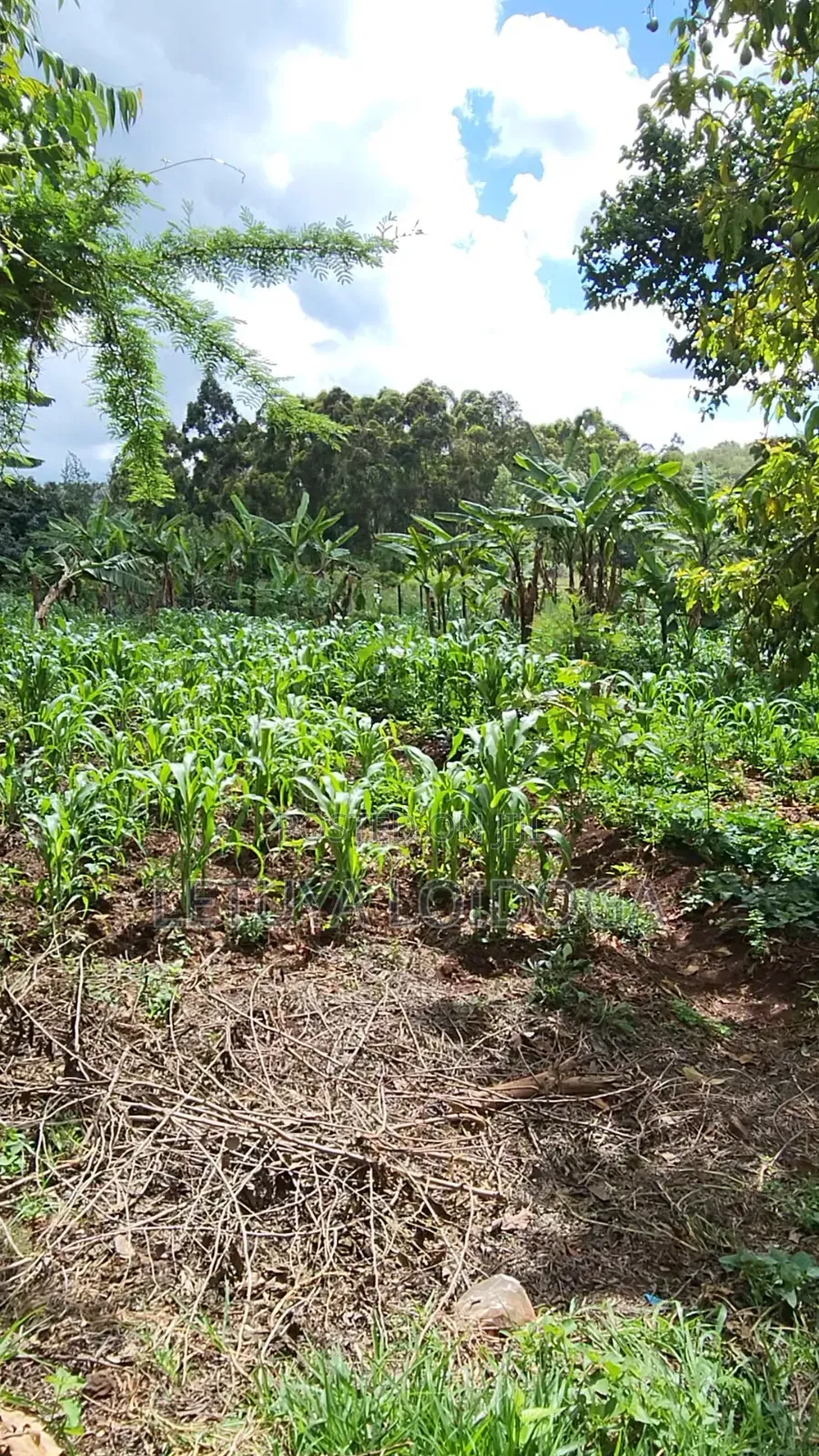 3⁄4 Acre Ngong-Lemiso (Lemiso Ridge Gated)