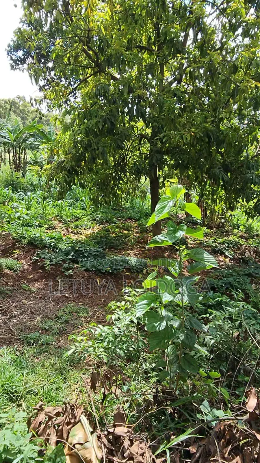 3⁄4 Acre Ngong-Lemiso (Lemiso Ridge Gated)
