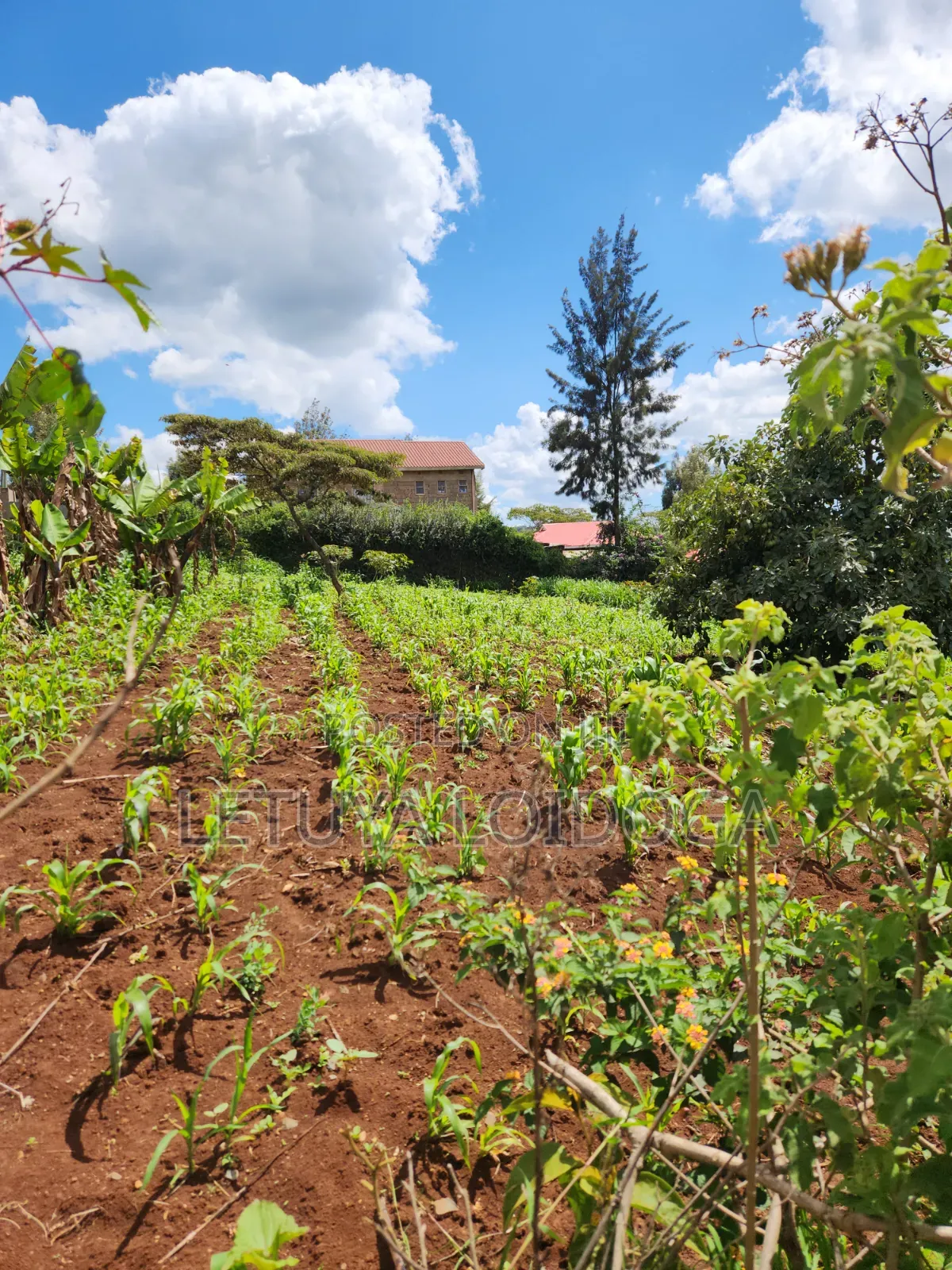 Ngong-Kibiko 3⁄4 Acre Maragara Road