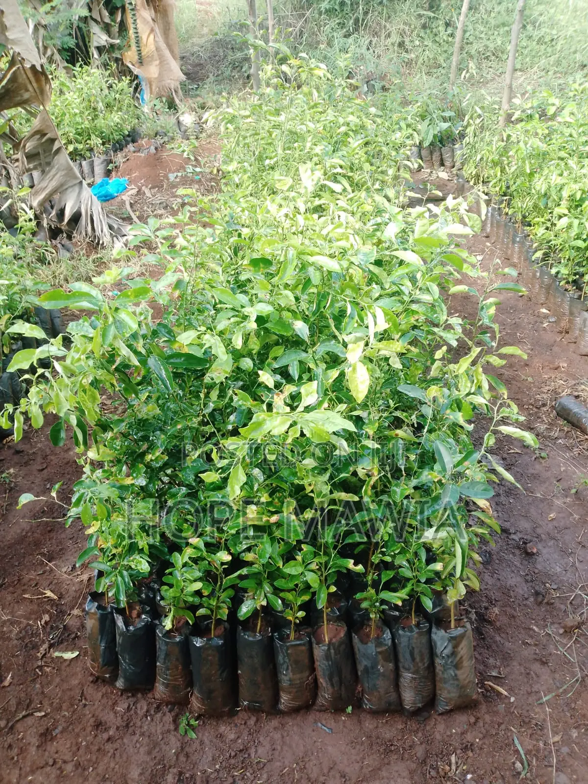 Lemon Seedlings