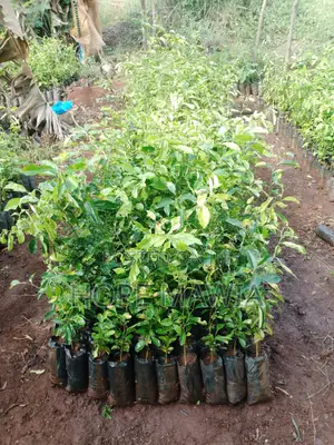 Lemon Seedlings