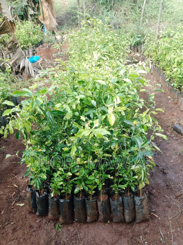 Lemon Seedlings