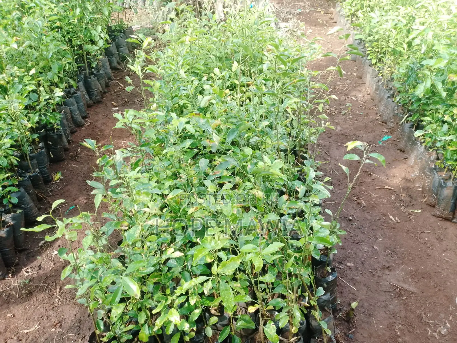 Lemon Seedlings