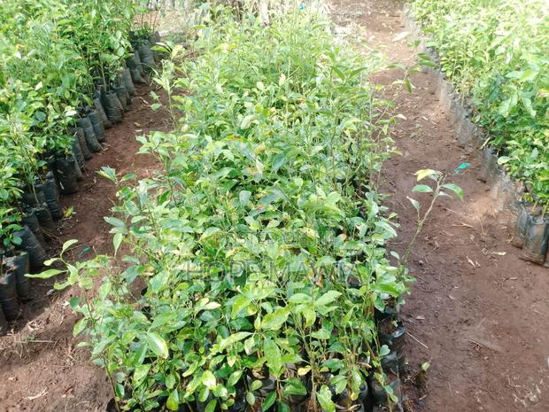 Lemon Seedlings - thumbnail 2
