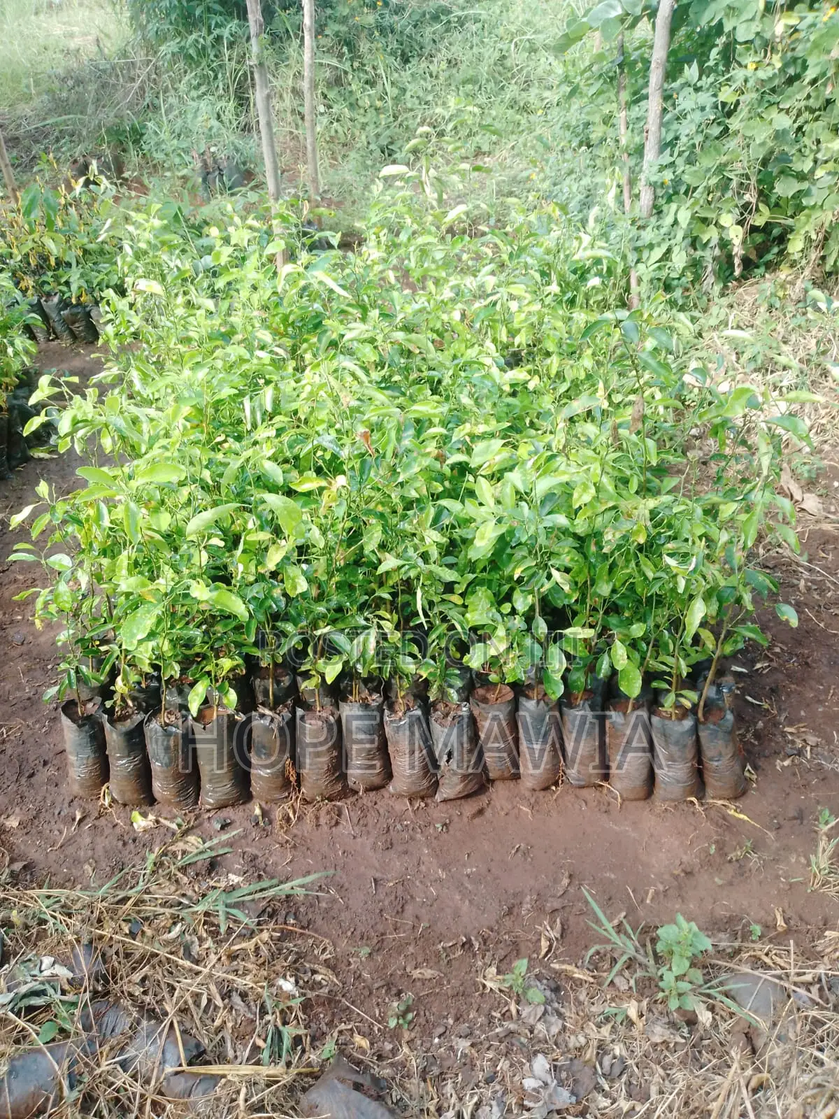 Lemon Seedlings