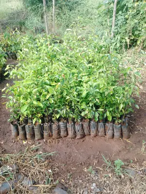 Lemon Seedlings