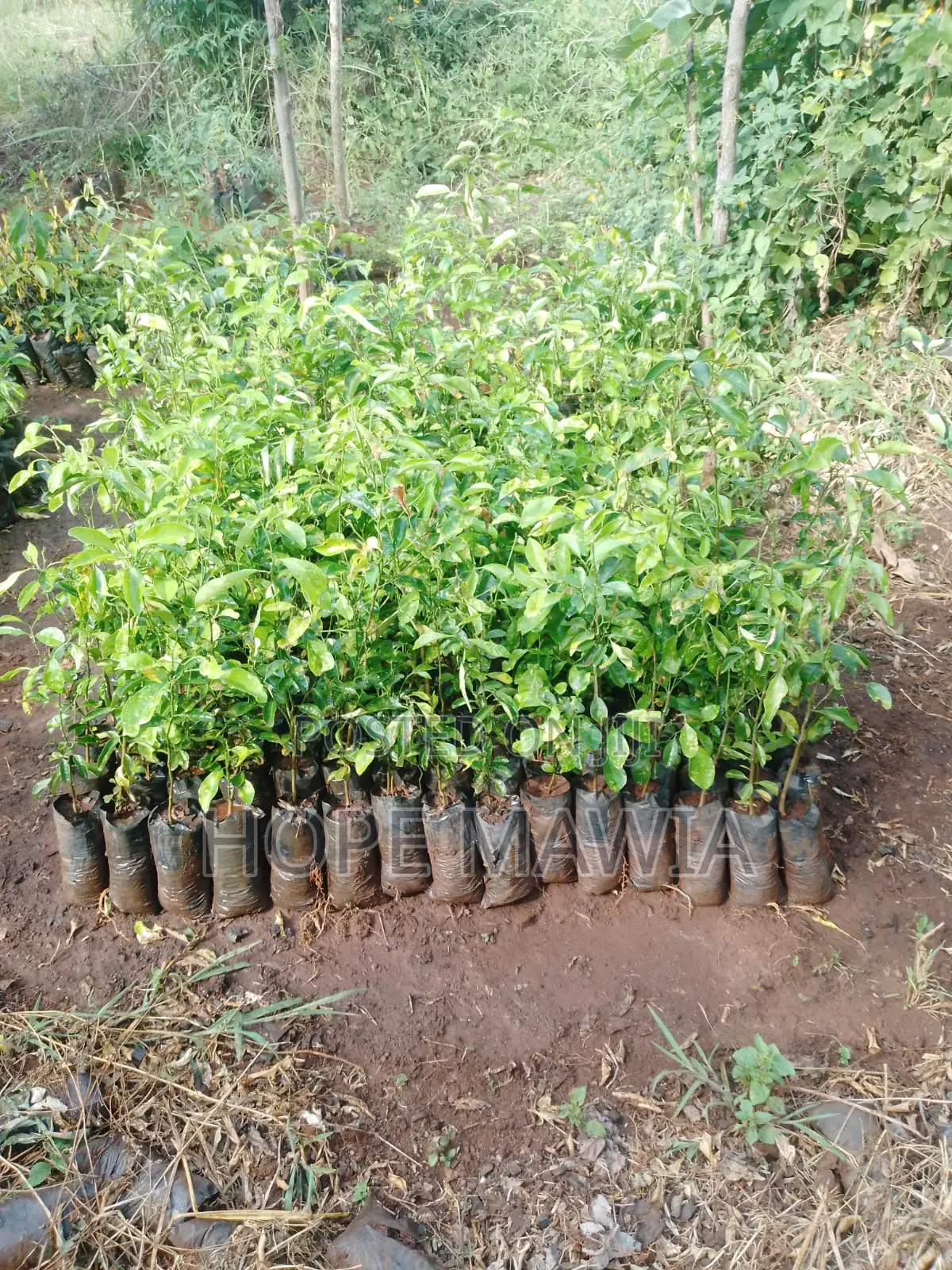 Lemon Seedlings