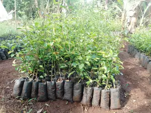 Lemon Seedlings
