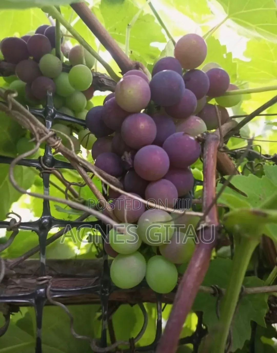 Grapes Seedlings