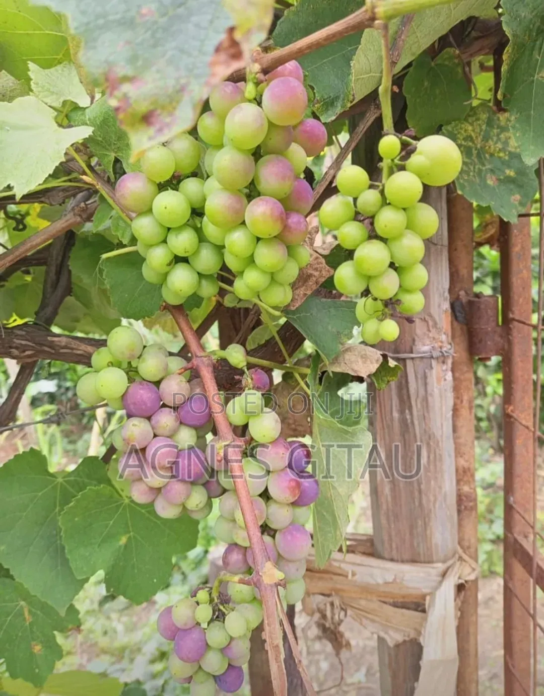 Grapes Seedlings